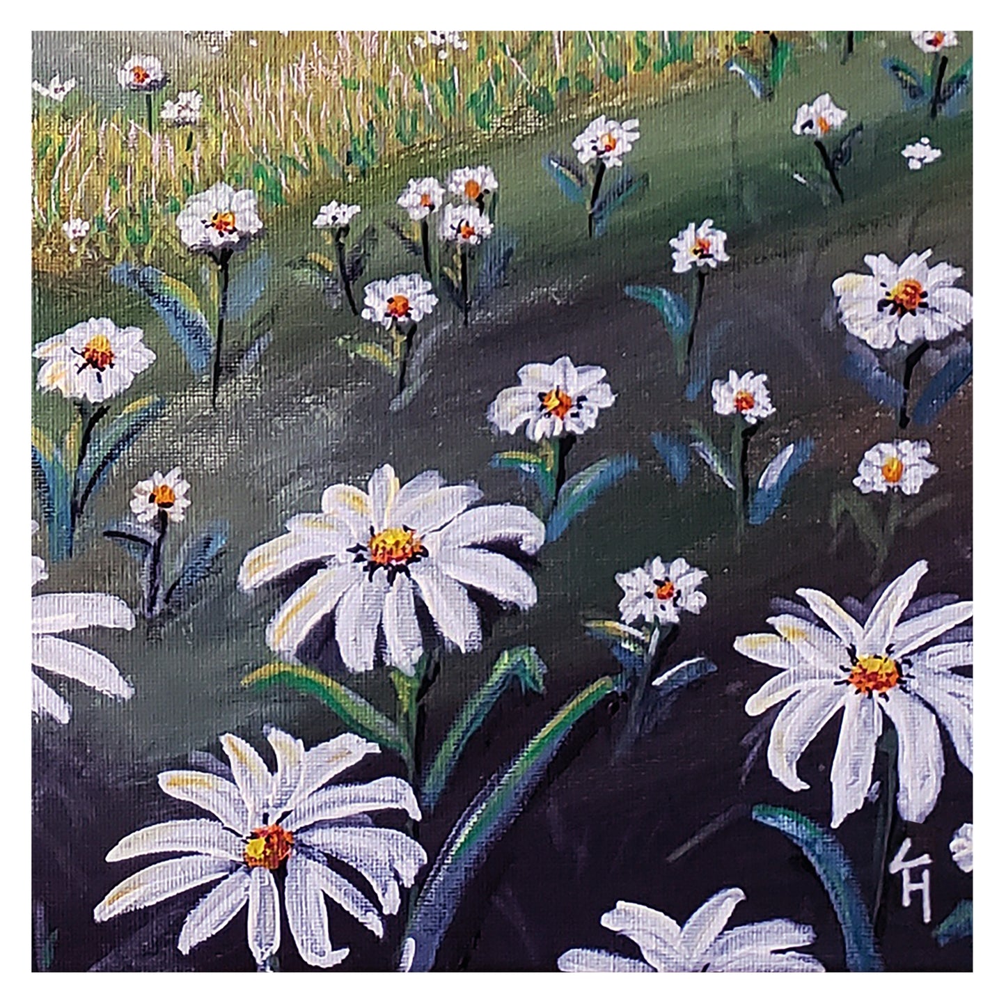 Daisy Dreams