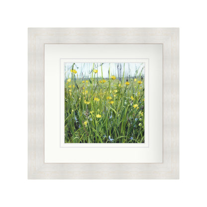 Buttercup Meadow with Speedwell