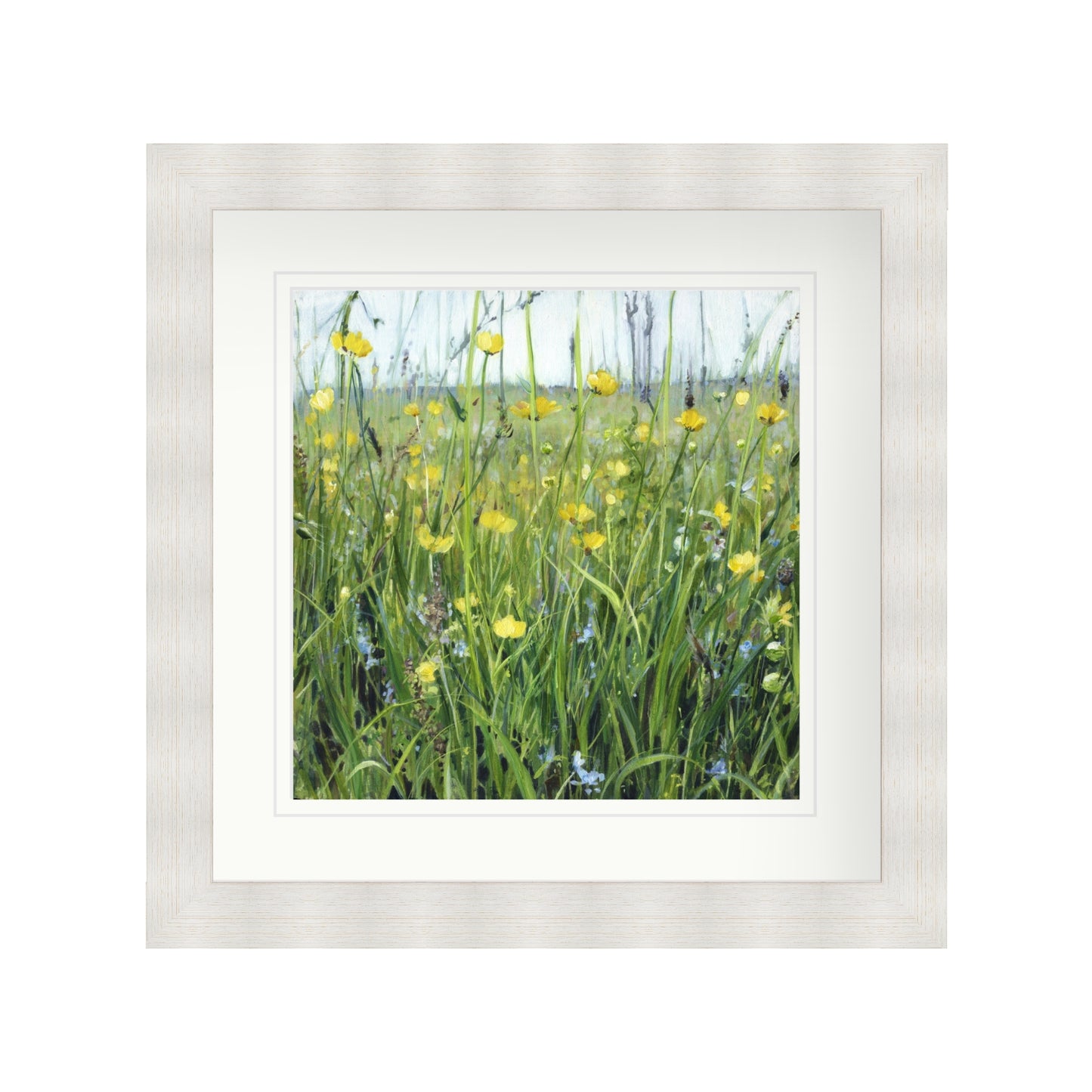 Buttercup Meadow with Speedwell