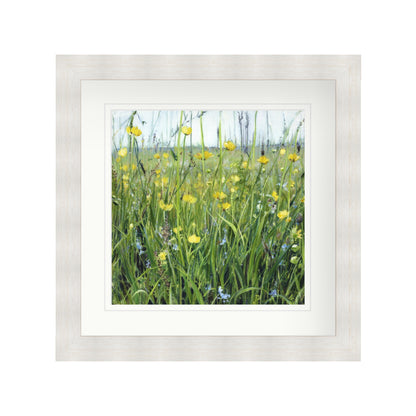 Buttercup Meadow with Speedwell