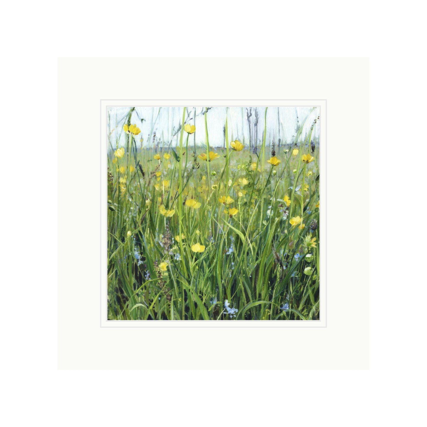 Buttercup Meadow with Speedwell