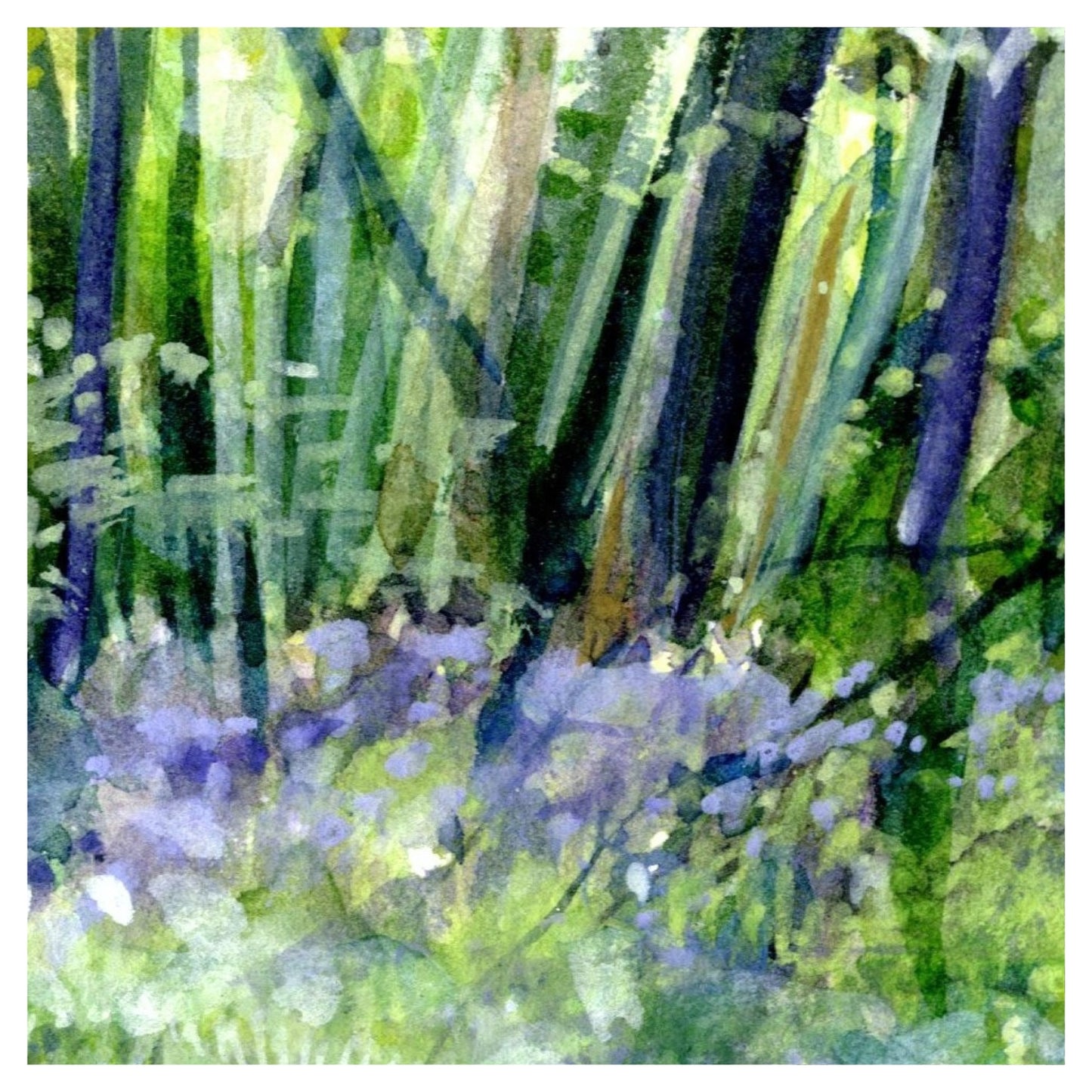 Bluebell Woods Painted in Watercolours