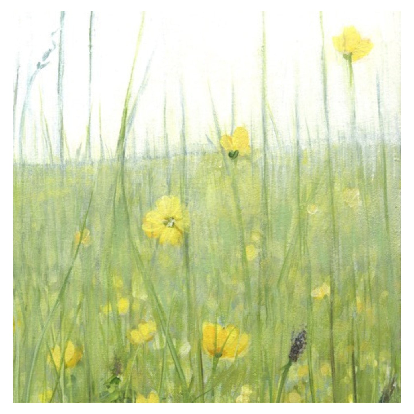 Large Buttercups