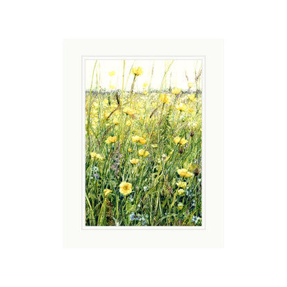 Buttercup Meadow