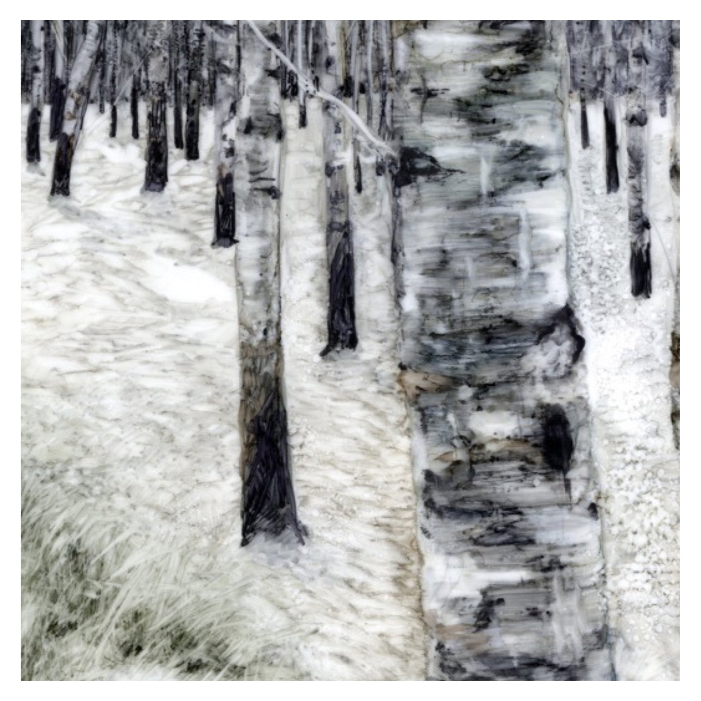 Woods with Silver Birch in Alcohol Ink