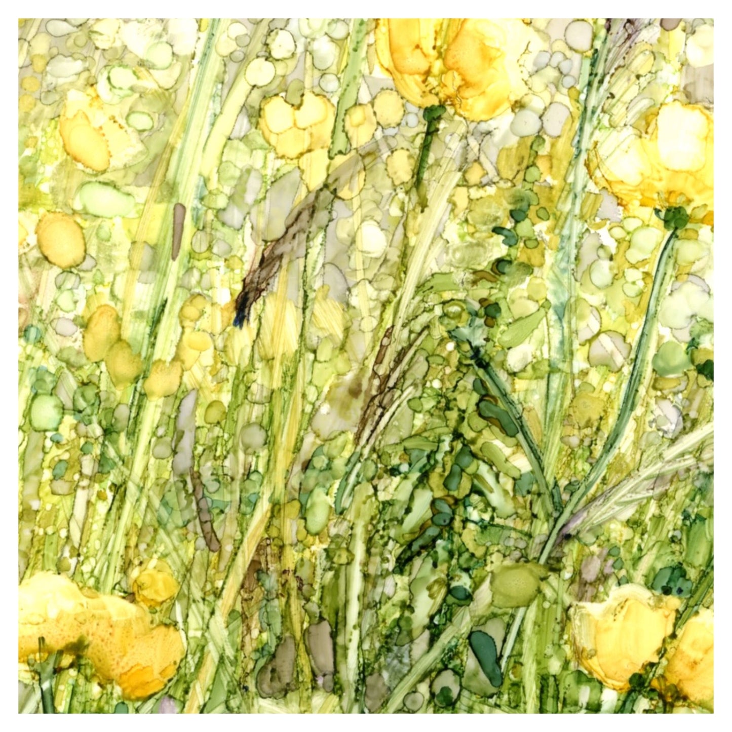 Buttercup Meadow