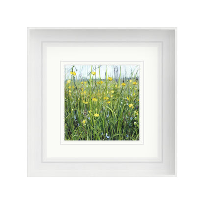 Buttercup Meadow with Speedwell